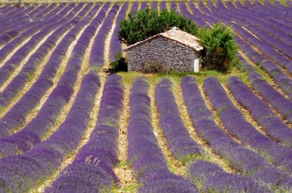 La Provence, ses parfums, ses couleurs qui éveillent nos sens...