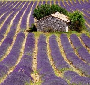 La Provence, ses parfums, ses couleurs qui éveillent nos sens...